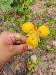 Calochortus balsensis