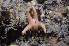 Henricia oculata