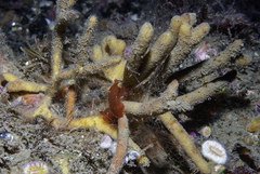 Stelligera stuposa