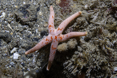 Henricia oculata