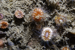 Caryophyllia smithii