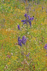 Delphinium × occidentale