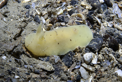 Jorunna artsdatabankia