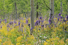 Delphinium × occidentale