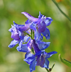 Delphinium × occidentale