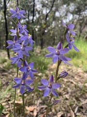Thelymitra × truncata