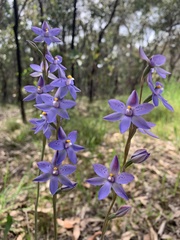 Thelymitra × truncata
