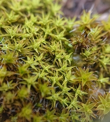 Syntrichia ruraliformis