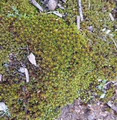 Syntrichia ruraliformis