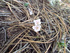 Claytonia rosea
