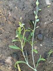 Lepidium sativum