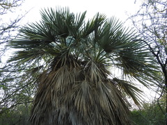Trithrinax campestris