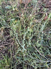 Lepidium sativum