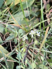 Lepidium sativum