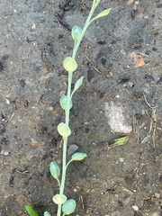 Lepidium sativum