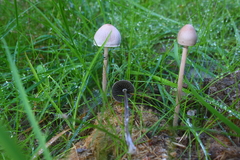 Panaeolus papilionaceus parvisporus