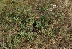 Sphaeranthus indicus