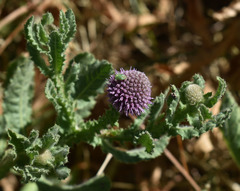 Sphaeranthus indicus