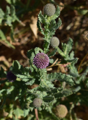 Sphaeranthus indicus