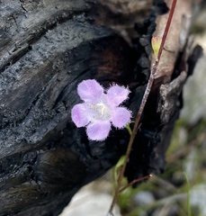 Agalinis obtusifolia