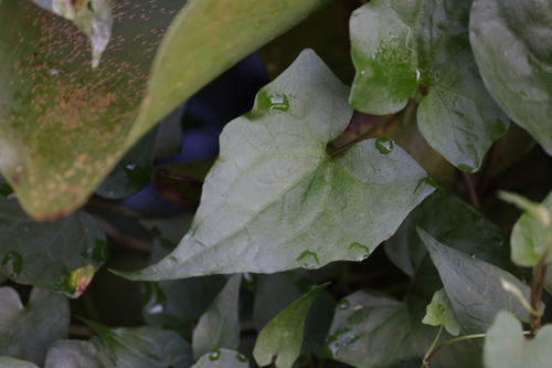 Mikania scandens image