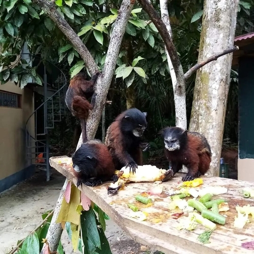 Red-mantled Saddle-back Tamarin