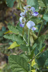 Crotalaria verrucosa