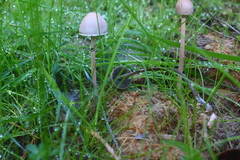 Panaeolus papilionaceus parvisporus