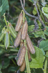 Crotalaria verrucosa