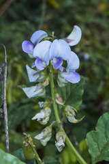 Crotalaria verrucosa
