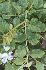 Crotalaria verrucosa