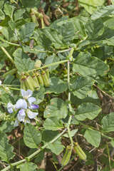 Crotalaria verrucosa
