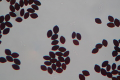 Panaeolus papilionaceus parvisporus