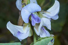 Crotalaria verrucosa