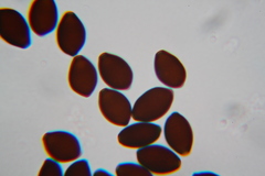 Panaeolus papilionaceus parvisporus