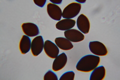 Panaeolus papilionaceus parvisporus