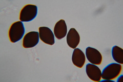 Panaeolus papilionaceus parvisporus