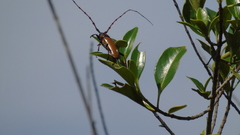 Stenaspis castaneipennis