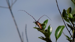 Stenaspis castaneipennis