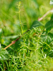 Galium debile