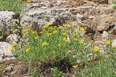 Ericameria obovata