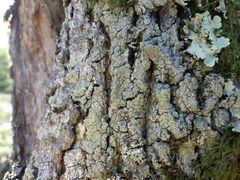 Pertusaria hymenea
