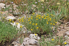 Ericameria obovata