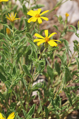 Ericameria obovata