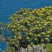 Euphorbia dendroides - Photo (c) Mauricio Mercadante, algunos derechos reservados (CC BY-NC-SA)