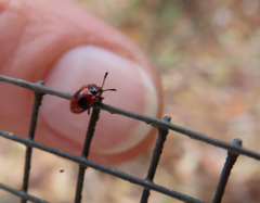 Stenotarsus bimaculipennis