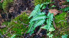 Polypodium hesperium
