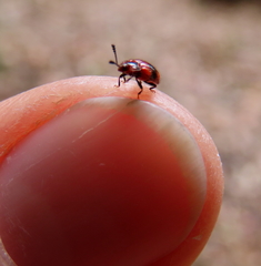 Stenotarsus bimaculipennis