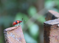 Stenotarsus bimaculipennis