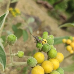 Leptoglossus chilensis